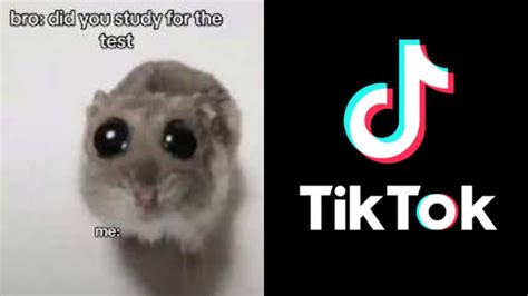 hamster meme tiktok